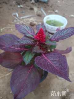 高度20厘米鸡冠花