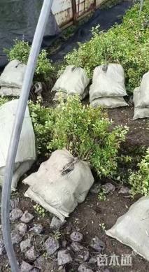 高度30厘米六道木
