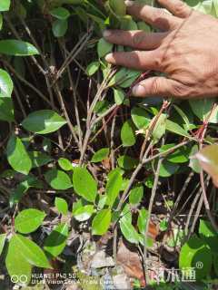 高度30厘米红叶石楠小苗