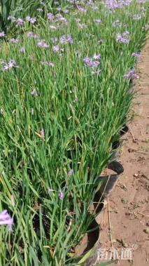 高度30厘米紫娇花