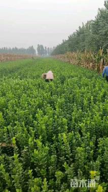 高度50厘米卫矛