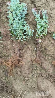 高度41厘米红叶小檗