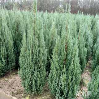 高度60厘米桧柏
