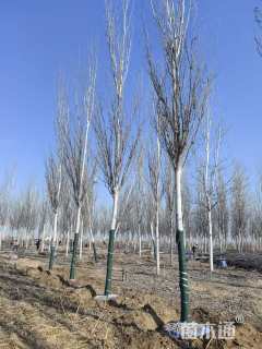 15公分旱柳