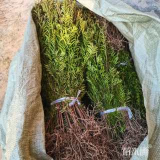 0.3公分南方红豆杉