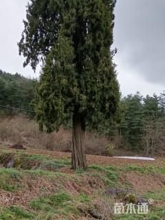 高度13厘米柏树