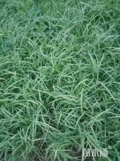 高度25厘米青绿苔草