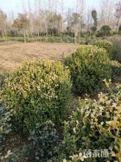 冠幅80厘米小叶黄杨球