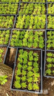 高度10厘米金叶佛甲草