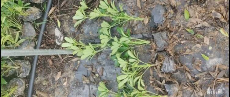 高度30厘米鸭脚木