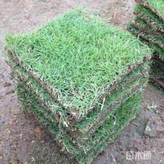 大叶油草