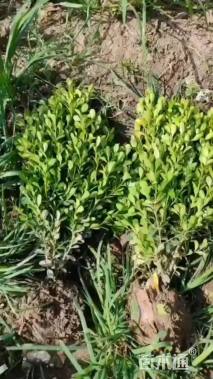 高度40厘米瓜子黄杨小苗