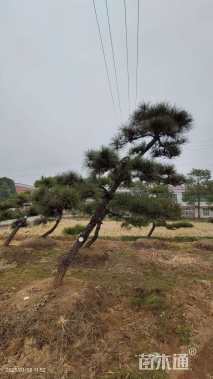 10公分造型黑松