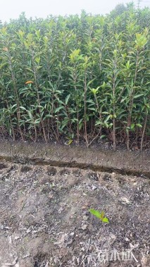 高度100厘米法国冬青