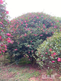 高度300厘米茶梅