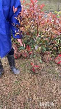 0.1公分红叶石楠