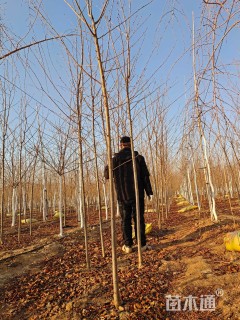 3公分高杆染井吉野樱