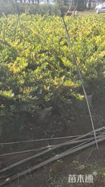 高度75厘米金森女贞