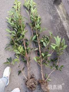 高度160厘米法国冬青