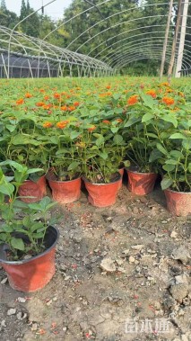 冠幅20厘米五色梅