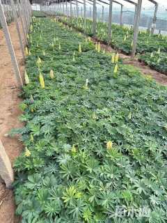 高度20厘米羽扇豆