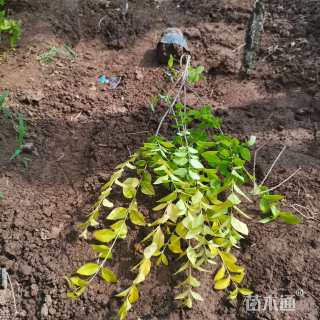 高度55厘米金叶女贞小苗