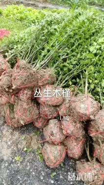 冠幅80厘米红花继木球