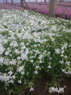 高度12厘米芝樱