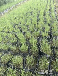 高度10厘米粉黛乱子草