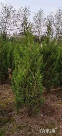 高度160厘米蜀桧