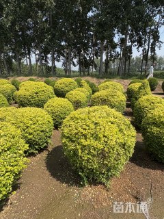 冠幅80厘米金冠女贞球