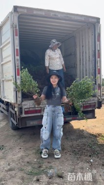 高度50厘米胶东卫矛