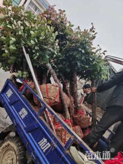 高度80厘米树状月季