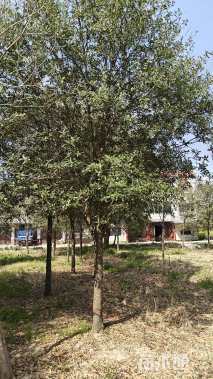 16公分弗吉尼亚栎