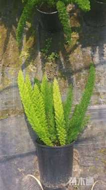 高度40厘米狐尾天门冬