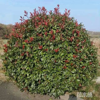 冠幅200厘米红叶石楠球