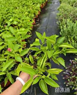 高度20厘米朱槿