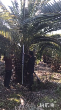 裸干高150厘米加拿利海枣