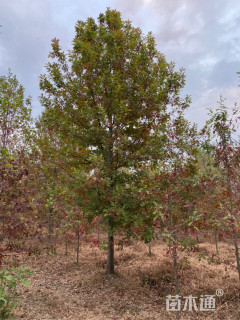 18公分北美红栎