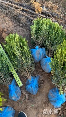 高度60厘米瓜子黄杨小苗