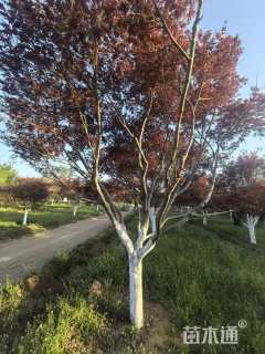 20公分日本红枫-红舞姬