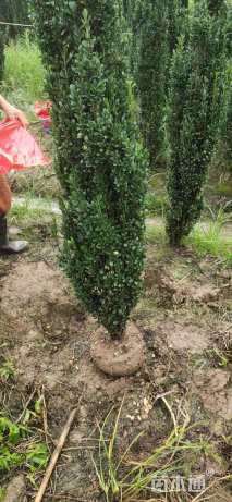 高度150厘米直立冬青