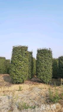 高度350厘米红叶石楠柱