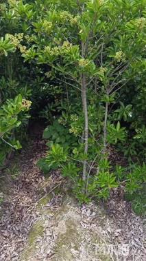 高度180厘米青珊瑚