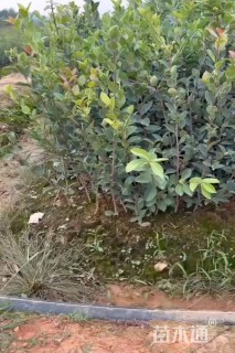 高度30厘米油茶小苗