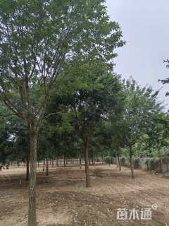 25公分流苏树
