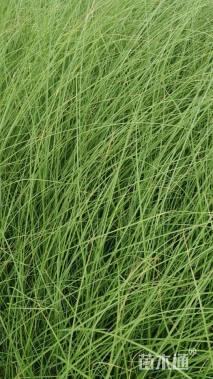 高度50厘米细叶芒