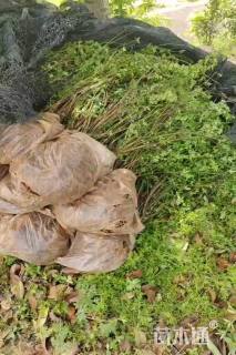 高度100厘米迎春花