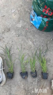 高度50厘米香根草