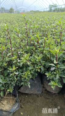 高度15厘米金边六月雪